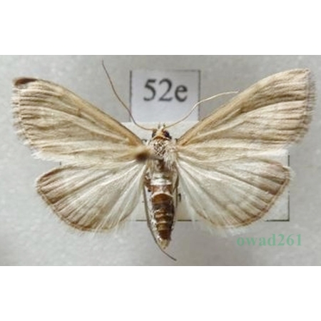Anania fuscalis (Denis & Schiffermüller, 1775) Czech52e